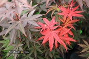 - FOR PICK UP ONLY | Acer palmatum 'Emperor 1' Japanese Maple Tree | DOES NOT SHIP - Mr Maple │ Buy Japanese Maple Trees