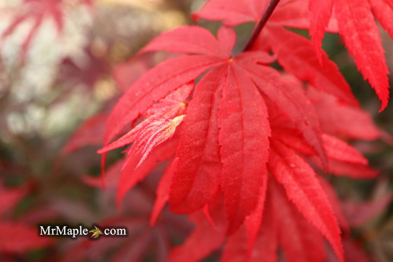 - FOR PICK UP ONLY | Acer palmatum 'Emperor 1' Japanese Maple Tree | DOES NOT SHIP - Mr Maple │ Buy Japanese Maple Trees