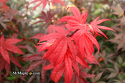 - FOR PICK UP ONLY | Acer palmatum 'Emperor 1' Japanese Maple Tree | DOES NOT SHIP - Mr Maple │ Buy Japanese Maple Trees