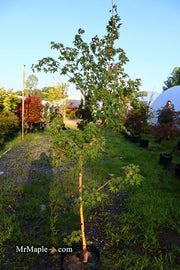 - FOR PICK UP ONLY | Acer palmatum 'Gold Digger' Yellow Coral Bark Japanese Maple | DOES NOT SHIP - Mr Maple │ Buy Japanese Maple Trees