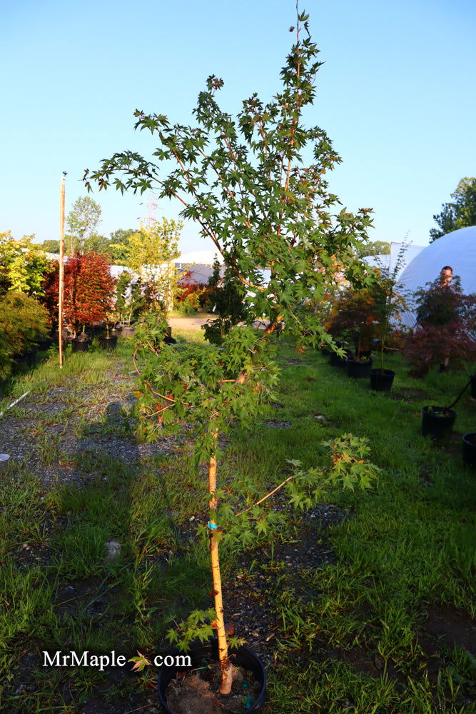 - FOR PICK UP ONLY | Acer palmatum 'Gold Digger' Yellow Coral Bark Japanese Maple | DOES NOT SHIP - Mr Maple │ Buy Japanese Maple Trees