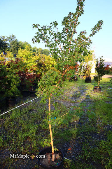 - FOR PICK UP ONLY | Acer palmatum 'Gold Digger' Yellow Coral Bark Japanese Maple | DOES NOT SHIP - Mr Maple │ Buy Japanese Maple Trees