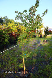 - FOR PICK UP ONLY | Acer palmatum 'Gold Digger' Yellow Coral Bark Japanese Maple | DOES NOT SHIP - Mr Maple │ Buy Japanese Maple Trees