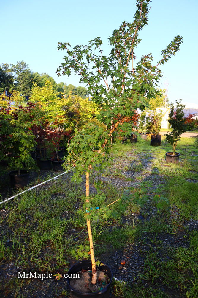 - FOR PICK UP ONLY | Acer palmatum 'Gold Digger' Yellow Coral Bark Japanese Maple | DOES NOT SHIP - Mr Maple │ Buy Japanese Maple Trees