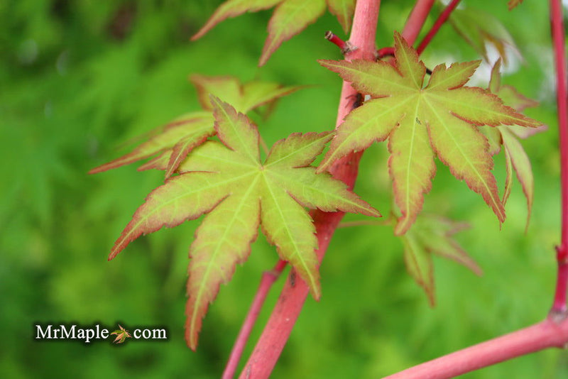 - FOR PICK UP ONLY | Acer palmatum 'Gold Digger' Yellow Coral Bark Japanese Maple | DOES NOT SHIP - Mr Maple │ Buy Japanese Maple Trees