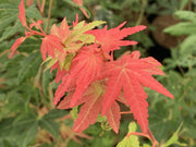 - FOR PICK UP ONLY | Acer palmatum 'Gold Digger' Yellow Coral Bark Japanese Maple | DOES NOT SHIP - Mr Maple │ Buy Japanese Maple Trees