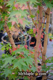 - FOR PICK UP ONLY | Acer palmatum 'Gold Digger' Yellow Coral Bark Japanese Maple | DOES NOT SHIP - Mr Maple │ Buy Japanese Maple Trees