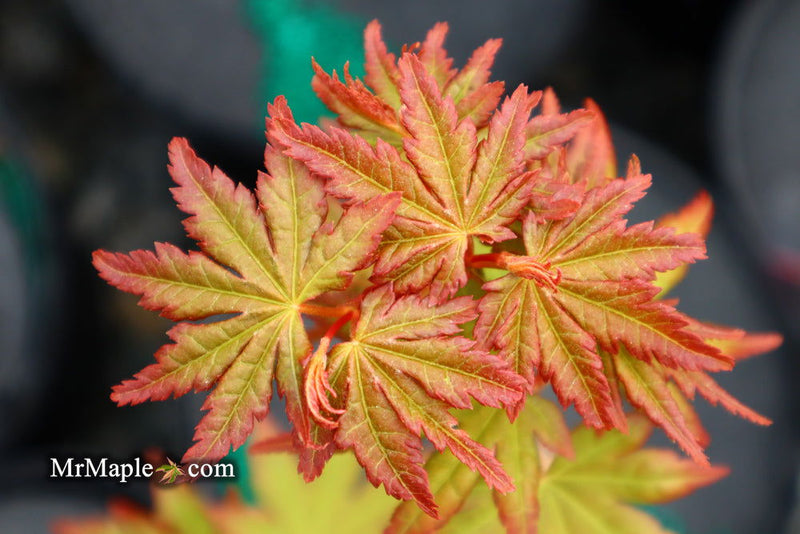 - FOR PICK UP ONLY | Acer palmatum 'Gold Digger' Yellow Coral Bark Japanese Maple | DOES NOT SHIP - Mr Maple │ Buy Japanese Maple Trees