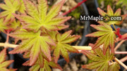 - FOR PICK UP ONLY | Acer palmatum 'Gold Digger' Yellow Coral Bark Japanese Maple | DOES NOT SHIP - Mr Maple │ Buy Japanese Maple Trees