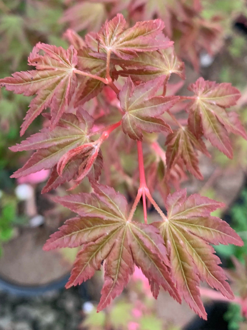- FOR PICK UP ONLY | Acer palmatum 'Gold Digger' Yellow Coral Bark Japanese Maple | DOES NOT SHIP - Mr Maple │ Buy Japanese Maple Trees