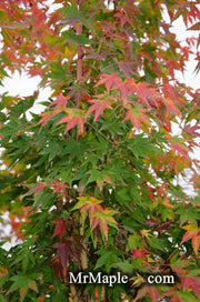 - FOR PICK UP ONLY | Acer palmatum 'Gold Digger' Yellow Coral Bark Japanese Maple | DOES NOT SHIP - Mr Maple │ Buy Japanese Maple Trees