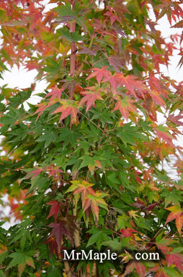 - FOR PICK UP ONLY | Acer palmatum 'Gold Digger' Yellow Coral Bark Japanese Maple | DOES NOT SHIP - Mr Maple │ Buy Japanese Maple Trees