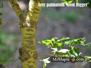 - FOR PICK UP ONLY | Acer palmatum 'Gold Digger' Yellow Coral Bark Japanese Maple | DOES NOT SHIP - Mr Maple │ Buy Japanese Maple Trees