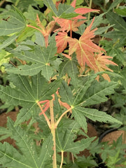 - FOR PICK UP ONLY | Acer palmatum 'Gold Digger' Yellow Coral Bark Japanese Maple | DOES NOT SHIP - Mr Maple │ Buy Japanese Maple Trees