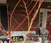 - FOR PICK UP ONLY | Acer palmatum 'Gold Digger' Yellow Coral Bark Japanese Maple | DOES NOT SHIP - Mr Maple │ Buy Japanese Maple Trees