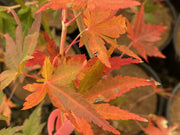 - FOR PICK UP ONLY | Acer palmatum 'Gold Digger' Yellow Coral Bark Japanese Maple | DOES NOT SHIP - Mr Maple │ Buy Japanese Maple Trees