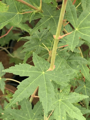 - FOR PICK UP ONLY | Acer palmatum 'Gold Digger' Yellow Coral Bark Japanese Maple | DOES NOT SHIP - Mr Maple │ Buy Japanese Maple Trees