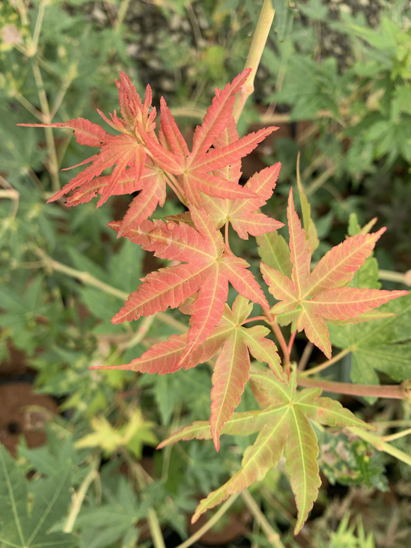 - FOR PICK UP ONLY | Acer palmatum 'Gold Digger' Yellow Coral Bark Japanese Maple | DOES NOT SHIP - Mr Maple │ Buy Japanese Maple Trees