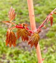 - FOR PICK UP ONLY | Acer palmatum 'Gold Digger' Yellow Coral Bark Japanese Maple | DOES NOT SHIP - Mr Maple │ Buy Japanese Maple Trees