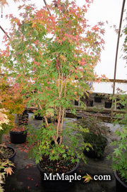 - FOR PICK UP ONLY | Acer palmatum 'Gold Digger' Yellow Coral Bark Japanese Maple | DOES NOT SHIP - Mr Maple │ Buy Japanese Maple Trees