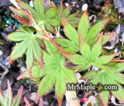 - FOR PICK UP ONLY | Acer palmatum 'Gold Digger' Yellow Coral Bark Japanese Maple | DOES NOT SHIP - Mr Maple │ Buy Japanese Maple Trees