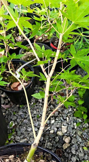 - FOR PICK UP ONLY | Acer palmatum 'Gold Digger' Yellow Coral Bark Japanese Maple | DOES NOT SHIP - Mr Maple │ Buy Japanese Maple Trees