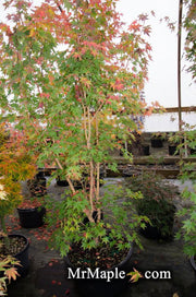 - FOR PICK UP ONLY | Acer palmatum 'Gold Digger' Yellow Coral Bark Japanese Maple | DOES NOT SHIP - Mr Maple │ Buy Japanese Maple Trees