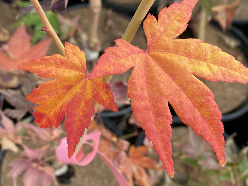 - FOR PICK UP ONLY | Acer palmatum 'Gold Digger' Yellow Coral Bark Japanese Maple | DOES NOT SHIP - Mr Maple │ Buy Japanese Maple Trees