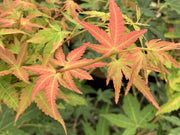 - FOR PICK UP ONLY | Acer palmatum 'Gold Digger' Yellow Coral Bark Japanese Maple | DOES NOT SHIP - Mr Maple │ Buy Japanese Maple Trees
