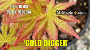 - FOR PICK UP ONLY | Acer palmatum 'Gold Digger' Yellow Coral Bark Japanese Maple | DOES NOT SHIP - Mr Maple │ Buy Japanese Maple Trees