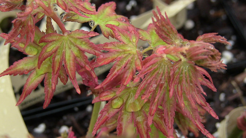 - FOR PICK UP ONLY | Acer palmatum 'Gold Digger' Yellow Coral Bark Japanese Maple | DOES NOT SHIP - Mr Maple │ Buy Japanese Maple Trees