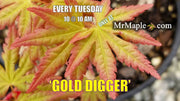 - FOR PICK UP ONLY | Acer palmatum 'Gold Digger' Yellow Coral Bark Japanese Maple | DOES NOT SHIP - Mr Maple │ Buy Japanese Maple Trees