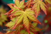 - FOR PICK UP ONLY | Acer palmatum 'Gold Digger' Yellow Coral Bark Japanese Maple | DOES NOT SHIP - Mr Maple │ Buy Japanese Maple Trees