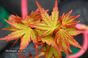 - FOR PICK UP ONLY | Acer palmatum 'Gold Digger' Yellow Coral Bark Japanese Maple | DOES NOT SHIP - Mr Maple │ Buy Japanese Maple Trees