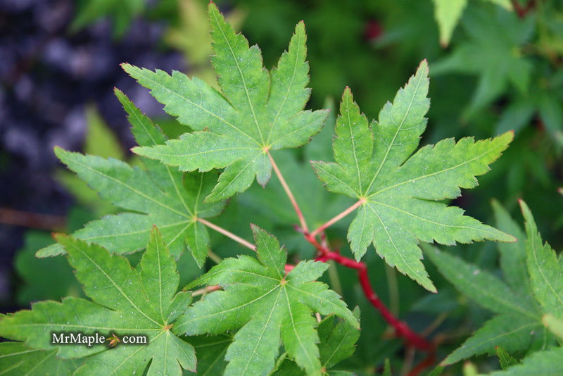 - FOR PICK UP ONLY | Acer palmatum 'Gold Digger' Yellow Coral Bark Japanese Maple | DOES NOT SHIP - Mr Maple │ Buy Japanese Maple Trees