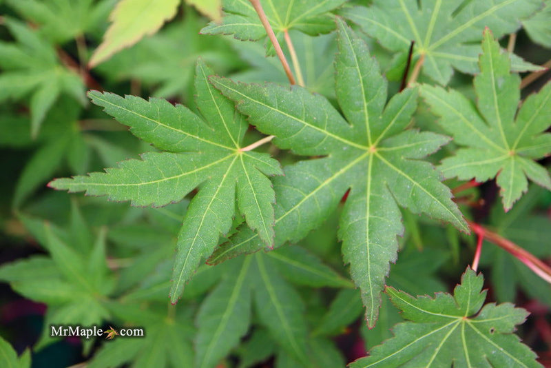 - FOR PICK UP ONLY | Acer palmatum 'Gold Digger' Yellow Coral Bark Japanese Maple | DOES NOT SHIP - Mr Maple │ Buy Japanese Maple Trees