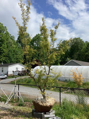 - FOR PICK UP ONLY | Acer palmatum 'Higasayama' Japanese Maple | DOES NOT SHIP - Mr Maple │ Buy Japanese Maple Trees