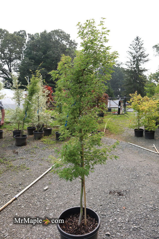 - FOR PICK UP ONLY | Acer palmatum 'Higasayama' Japanese Maple | DOES NOT SHIP - Mr Maple │ Buy Japanese Maple Trees