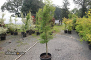 - FOR PICK UP ONLY | Acer palmatum 'Higasayama' Japanese Maple | DOES NOT SHIP - Mr Maple │ Buy Japanese Maple Trees