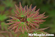 - FOR PICK UP ONLY | Acer palmatum 'Higasayama' Japanese Maple | DOES NOT SHIP - Mr Maple │ Buy Japanese Maple Trees