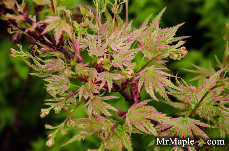 - FOR PICK UP ONLY | Acer palmatum 'Higasayama' Japanese Maple | DOES NOT SHIP - Mr Maple │ Buy Japanese Maple Trees
