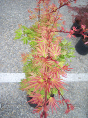 - FOR PICK UP ONLY | Acer palmatum 'Higasayama' Japanese Maple | DOES NOT SHIP - Mr Maple │ Buy Japanese Maple Trees