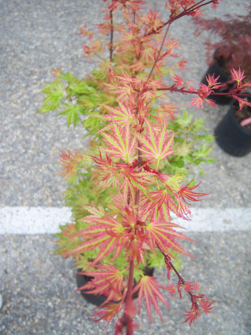 - FOR PICK UP ONLY | Acer palmatum 'Higasayama' Japanese Maple | DOES NOT SHIP - Mr Maple │ Buy Japanese Maple Trees