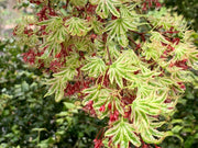 - FOR PICK UP ONLY | Acer palmatum 'Higasayama' Japanese Maple | DOES NOT SHIP - Mr Maple │ Buy Japanese Maple Trees