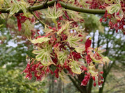 - FOR PICK UP ONLY | Acer palmatum 'Higasayama' Japanese Maple | DOES NOT SHIP - Mr Maple │ Buy Japanese Maple Trees