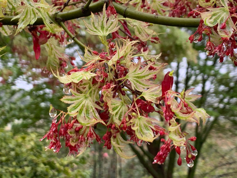- FOR PICK UP ONLY | Acer palmatum 'Higasayama' Japanese Maple | DOES NOT SHIP - Mr Maple │ Buy Japanese Maple Trees