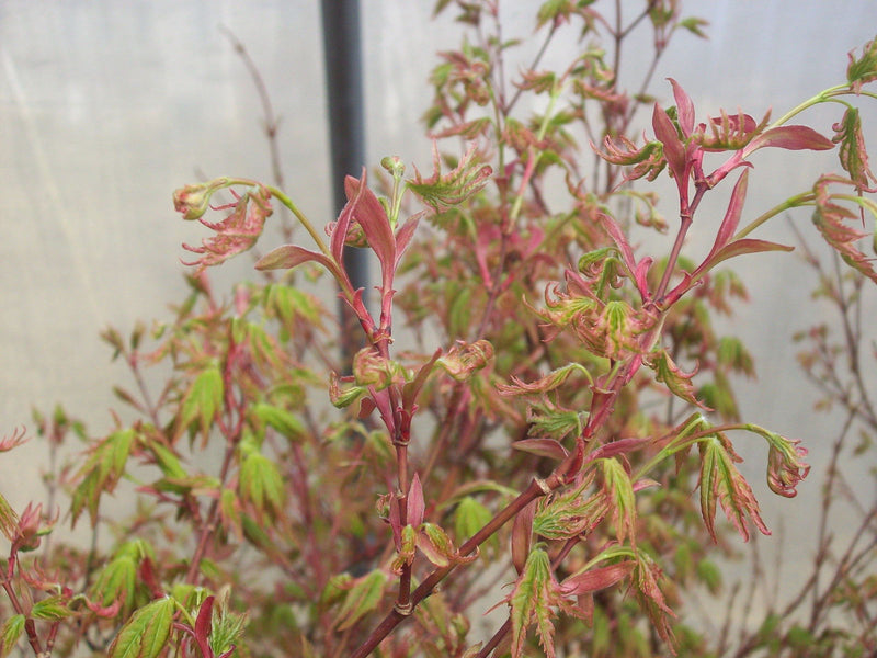 - FOR PICK UP ONLY | Acer palmatum 'Higasayama' Japanese Maple | DOES NOT SHIP - Mr Maple │ Buy Japanese Maple Trees