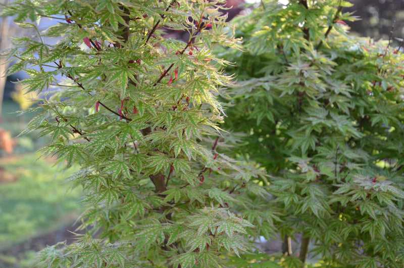 - FOR PICK UP ONLY | Acer palmatum 'Higasayama' Japanese Maple | DOES NOT SHIP - Mr Maple │ Buy Japanese Maple Trees