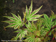 - FOR PICK UP ONLY | Acer palmatum 'Higasayama' Japanese Maple | DOES NOT SHIP - Mr Maple │ Buy Japanese Maple Trees