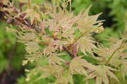 - FOR PICK UP ONLY | Acer palmatum 'Higasayama' Japanese Maple | DOES NOT SHIP - Mr Maple │ Buy Japanese Maple Trees
